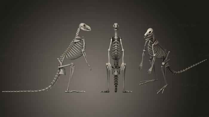 Анатомия скелеты и черепа (Скелет кенгуру, ANTM_0749) 3D модель для ЧПУ станка